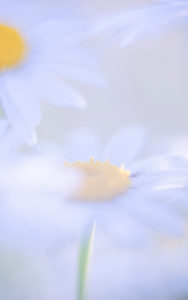 Summer in Bavaria. Impressions from the Alpine foothills: daisies in a summer meadow Summer in Bavaria. Impressions from the Alpine foothills: daisies in a summer meadow